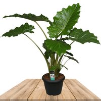 XL ELEPHANT EARS PLANT 125CM (ALOCASIA PORTODORA)