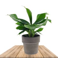 MINI PLATANERA 35CM EN MACETERO TERRACOTA (MUSA DWARF CAVENDISH)