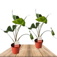 DUO OF ALOCASIA CUCULLATA 'STINGRAY' 45CM (ELEPHANT EARES PLANT)