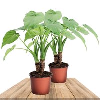 DUO OF ELEPHANT EARS PLANT 50CM (ALOCASIA CUCULLATA)