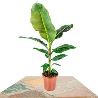 MUSA DWARF CAVENDISH 85CM (PLATANERA)