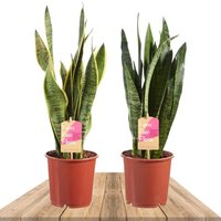 DUO DE SANSEVIERIAS - SANSEVIERIA ZEYLANICA Y LAURENTII 50CM (2x LENGUA DE SUEGRA)