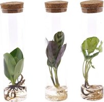 SET PLANTS IN TUBE OF GLASS (CLUSIA, CTENANTHE, SYNGONIUM)