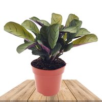 FISHBONE PRAYER PLANT 20CM (CTENANTHE AMAGRIS)
