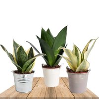 TRIO SANSEVIERIA EN MACETEROS ZINC