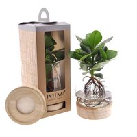 CLUSIA IN GLASS POT WITH LED LIGHT (HYDROPONIC PLANT)