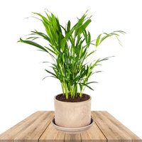 ARECA PALM 65CM IN TERRACOTTA POT (DYPSIS LUTESCENS)