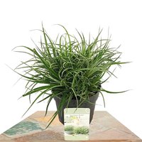 BROMELIA FASCICULARIA 'BICOLOR' 15CM