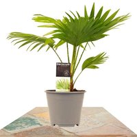 LIVISTONA ROTUNDIFOLIA 45CM (PALMERA ABANICO)