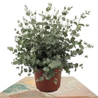 EUCALIPTO 60CM ARBUSTO (EUCALYPTUS)