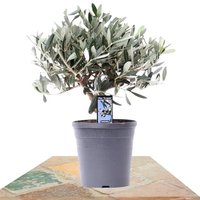 ÁRBOL OLIVO PREBONSAI 40CM (OLEA EUROPAEA)