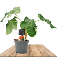 BUDDHA BELLY PLANT 30CM (JATROPHA PODAGRICA)