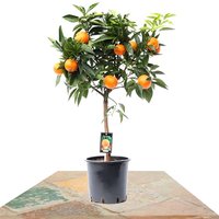 ÁRBOL NARANJO 90-100CM (CITRUS SINENSIS)