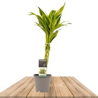 BRAIDED DRACAENA 45CM (DRACAENA SANDRIANA GOLD)