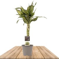 BRAIDED DRACAENA 45CM (DRACAENA SANDRIANA WHITE)