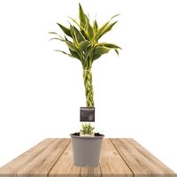BRAIDED DRACAENA 45CM (DRACAENA SANDRIANA VICTORY)