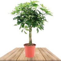 BRAIDED SCHEFFLERA ARBORICOLA NORA 80CM (UMBRELLA TREE)