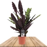 PRAYER PLANT INSIGNE 45CM (CALATHEA LANCIFOLIA)