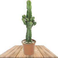 CANDELABRA TREE - COWBOY CACTUS 60-70 CM (EUPHORBIA INGENS)