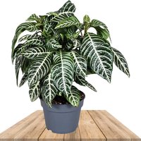 AFELANDRA PLANTA ZEBRA 40CM (BOTANICA APHELANDRA SQUARROSA)