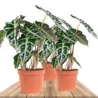 TRIO ALOCASIA POLLY 30CM
