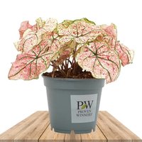 CALADIUM SPLASH OF WINE 40CM (HEART OF JESUS)