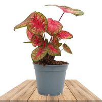 CALADIUM PARTY PUNCH 40CM (HEART OF JESUS)