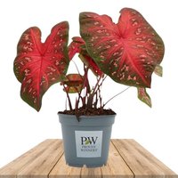 CALADIUM RED FLASH 60CM (HEART OF JESUS)