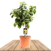 ÁRBOL LIMONERO 80CM (CITRUS LEMON)