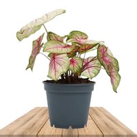 CALADIUM PINK SUMMER BREEZE 25CM (HEART OF JESUS)