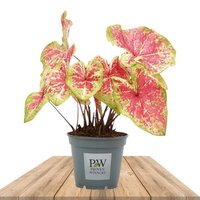 CALADIUM RASPBERRY MOON 40CM (HEART OF JESUS)