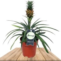 PLANTA PIÑA 30CM - ANANÁ (BROMELIA ANANAS)