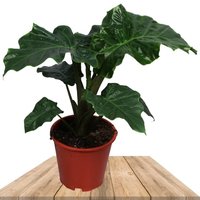 ELEPHANT EARS PLANT 55CM (ALOCASIA LOW RIDER)