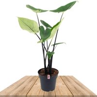ALOCASIA ZEBRINA BLACK STEM 20CM (ZEBRA PLANT)