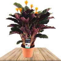 CALATHEA CROCATA CANDELA 40CM (LLAMA ETERNA)