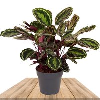 CALATEA MEDAILLON 80CM (CALATHEA MEDALLION VEITCHIANA)