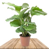 CALATHEA ORBIFOLIA 50CM (CALATHEA ROTUNDIFOLIA)