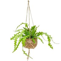 CACTUS ORQUÍDEA EN MACETA ECOCOCO KOKEDAMA (EPIPHYLLUM ANGULAR)