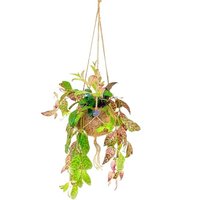 KOKODAMA BASKET ZEBRA LIPSTICK PLANT (AESCHYNANTHUS MARMORATUS)