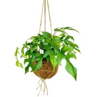 ECOCOCO MONSTERA MINIMA (RHAPHIDOPHORA TETRASPERMA)