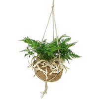 KOKEDAMA ECOCOCO WHITE RABBIT'S FOOT (HUMATA)
