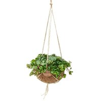 KOKEDAMA ECOCOCO STONECROP PLANT (SEDUM TORNADO)