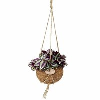 KOKEDAMA ECOCOCO TRADESCANTIA ZEBRINA