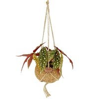 BEGONIA MACULATA EN MACETA ECOCOCO KOKEDAMA