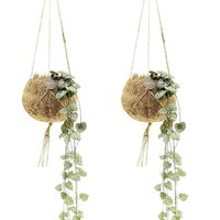 DUO KOKEDAMA ECOCOCO CEROPEGIA IN HANGING BASKETS (STRING OF HEARTS)