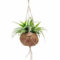CINTA EN MACETA ECOCOCO KOKEDAMA (CHLOROPHYTUM)