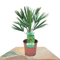 TRACHYCARPUS FORTUNEII PALM TREE 50CM