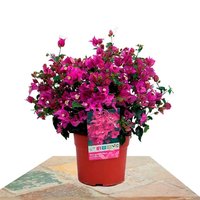 BUGANVILLA ALEXANDRA BOLA 35CM (BOUGAINVILLEA SANDERIANA)