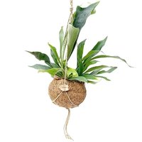 KOKEDAMA ECOCOCO STAGHORN FERN (PLATYCERIUM)