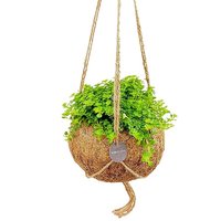 KOKEDAMA ECOCOCO DEPRESSED CLEARWEED IN HANGING BASKET (PILEA DEPRESSA)